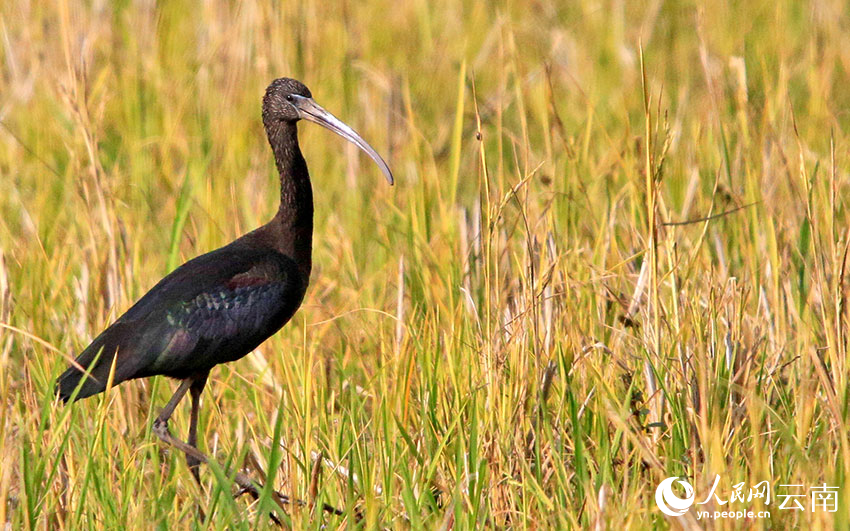 Rare glossy ibis spotted in county of SW China's Yunnan for six consecutive years