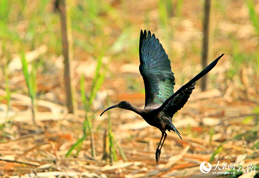 Rare glossy ibis spotted in county of SW China's Yunnan for six consecutive years