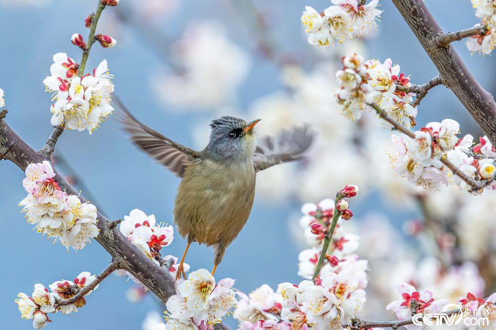 Birds flutter among blossoms like 'spring fairies' in parks of SW China's Chongqing