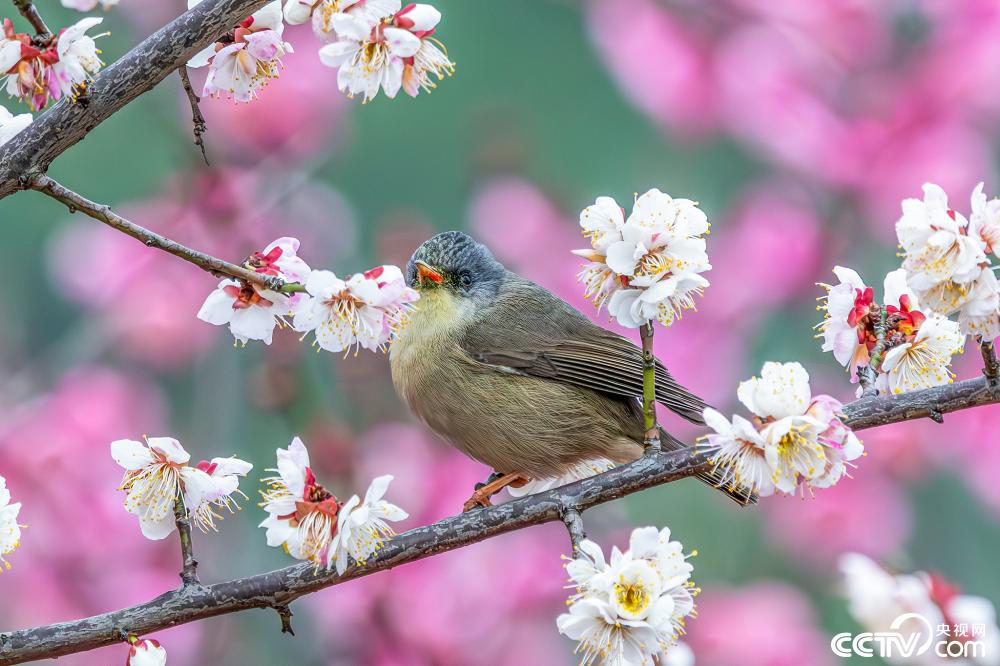 Birds flutter among blossoms like 'spring fairies' in parks of SW China's Chongqing