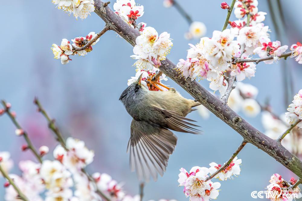 Birds flutter among blossoms like 'spring fairies' in parks of SW China's Chongqing