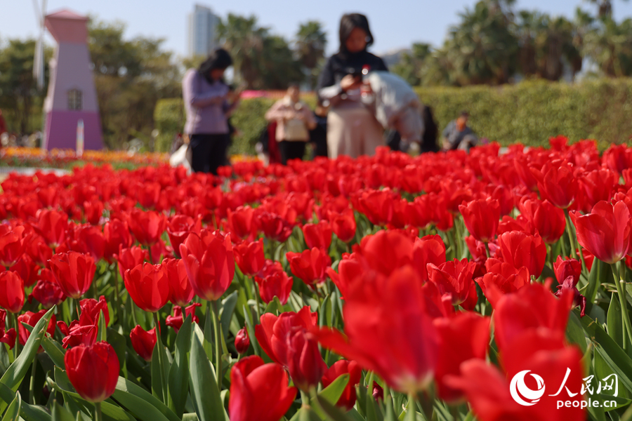 Sea of blooming tulips adds vibrant touch to Xiamen, SE China's Fujian