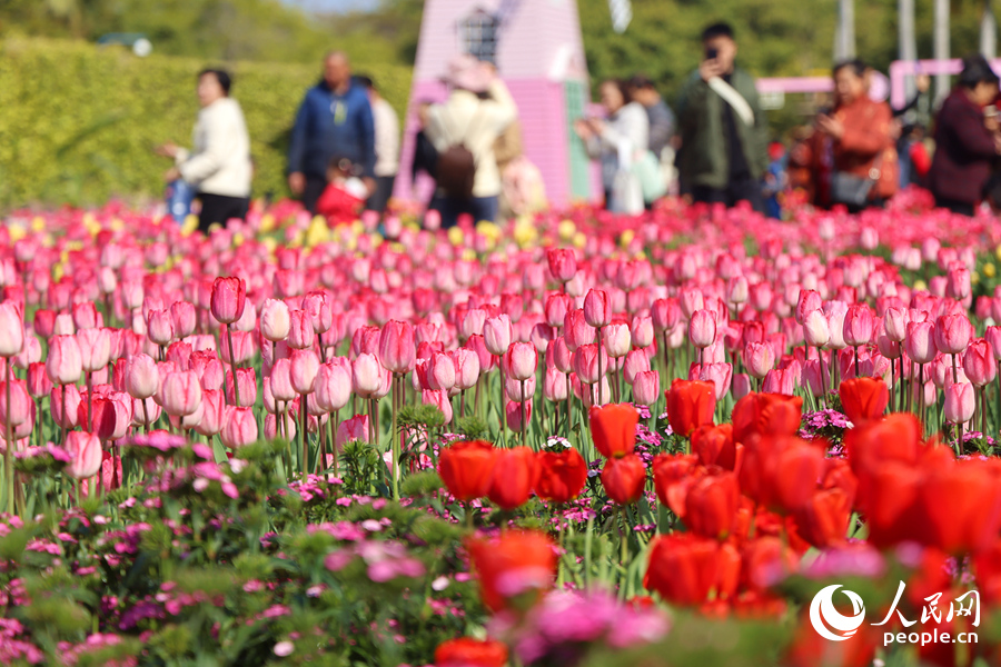 Sea of blooming tulips adds vibrant touch to Xiamen, SE China's Fujian