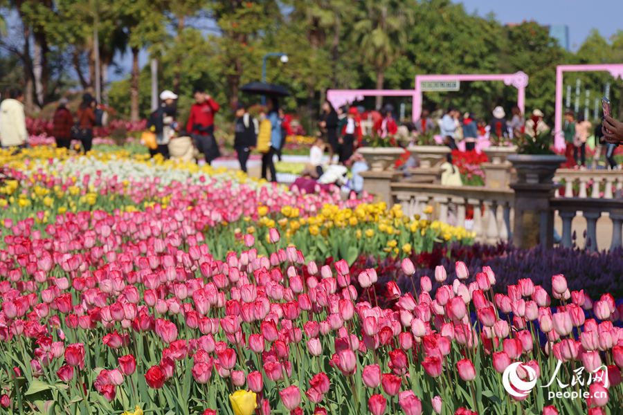 Sea of blooming tulips adds vibrant touch to Xiamen, SE China's Fujian