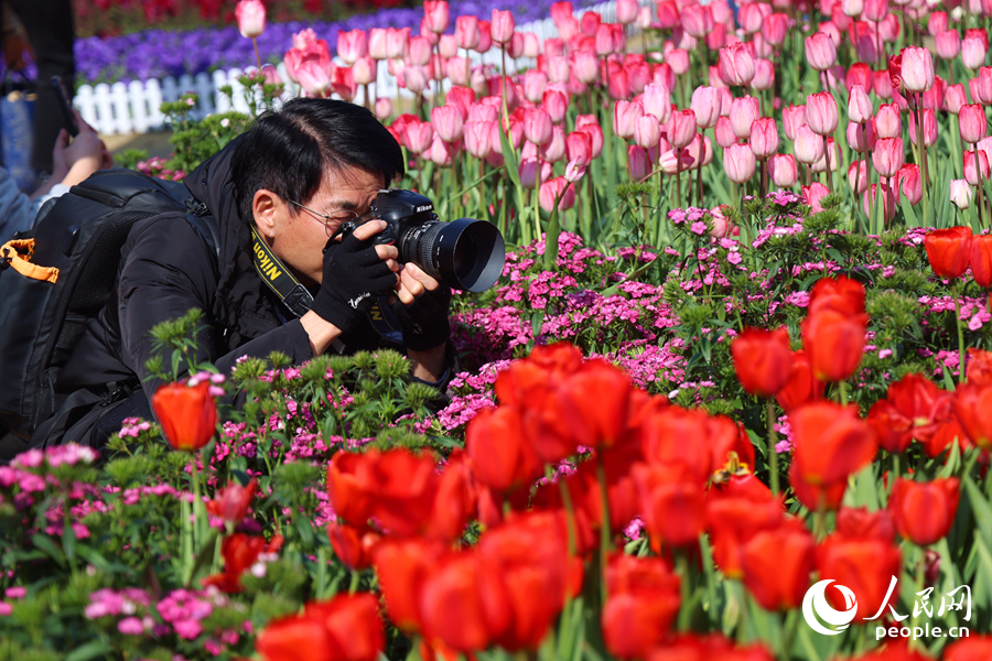 Sea of blooming tulips adds vibrant touch to Xiamen, SE China's Fujian