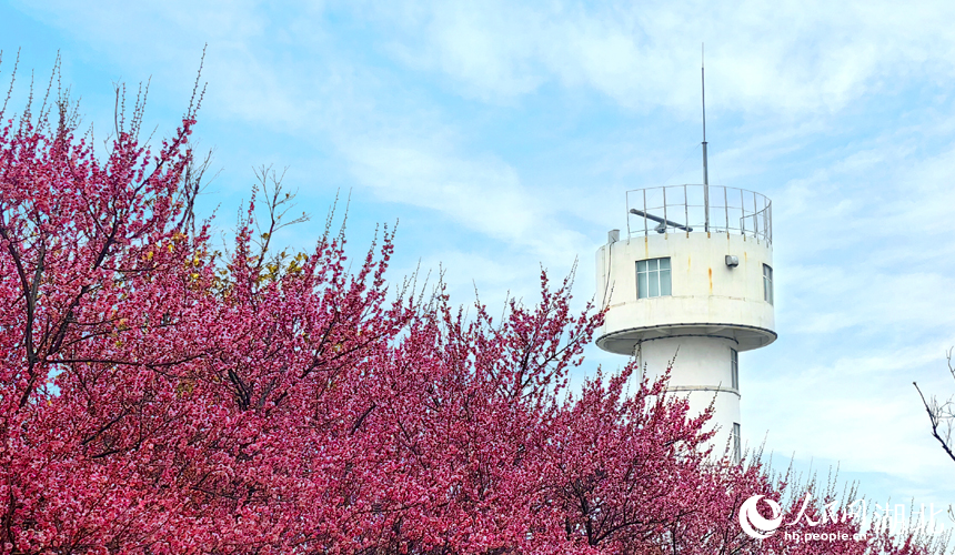 In pics: Plum blossoms in full bloom in C China's Wuhan