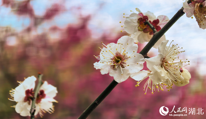 In pics: Plum blossoms in full bloom in C China's Wuhan