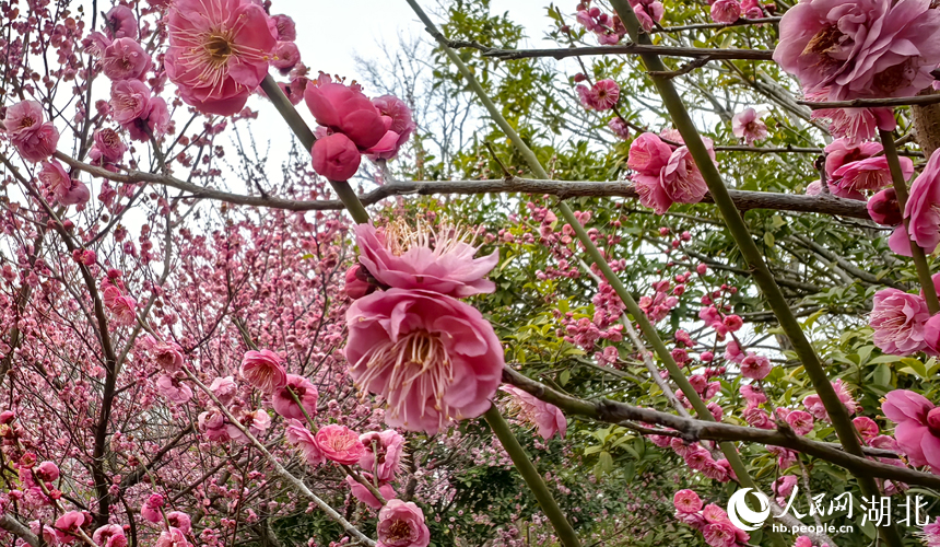 In pics: Plum blossoms in full bloom in C China's Wuhan