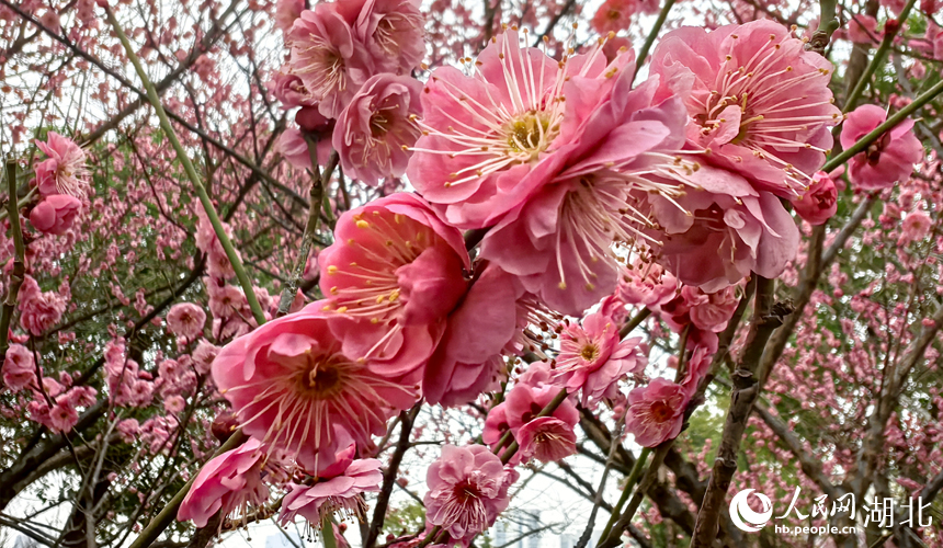 In pics: Plum blossoms in full bloom in C China's Wuhan