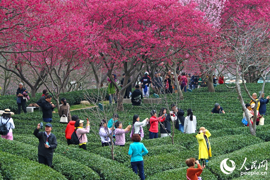 In pics: Cherry blossoms enter perfect viewing period in SE China's Fujian