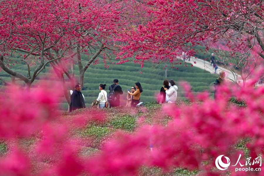 In pics: Cherry blossoms enter perfect viewing period in SE China's Fujian