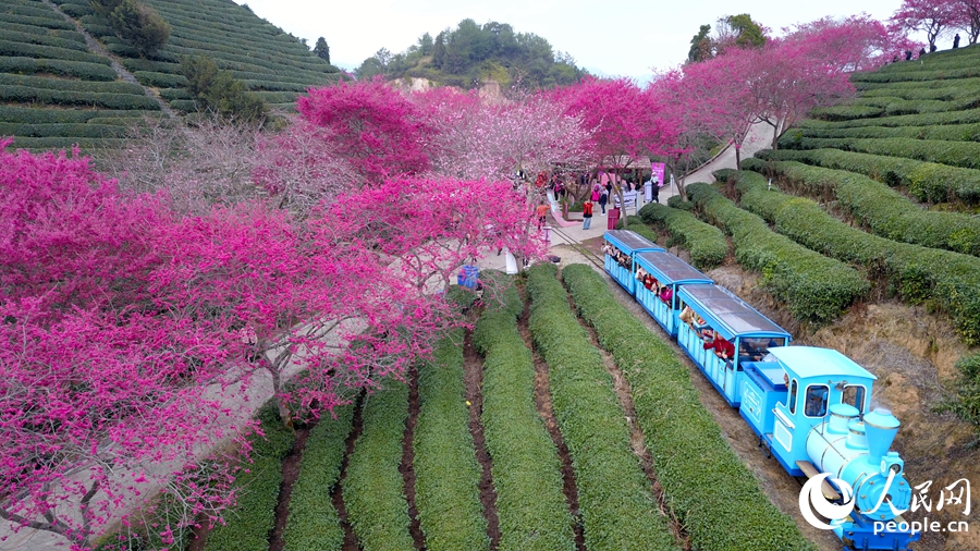 In pics: Cherry blossoms enter perfect viewing period in SE China's Fujian