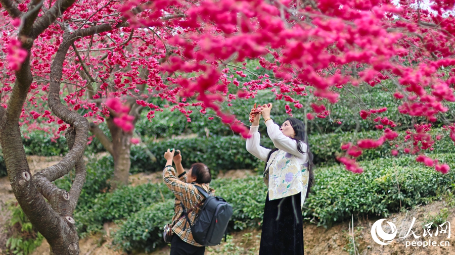 In pics: Cherry blossoms enter perfect viewing period in SE China's Fujian