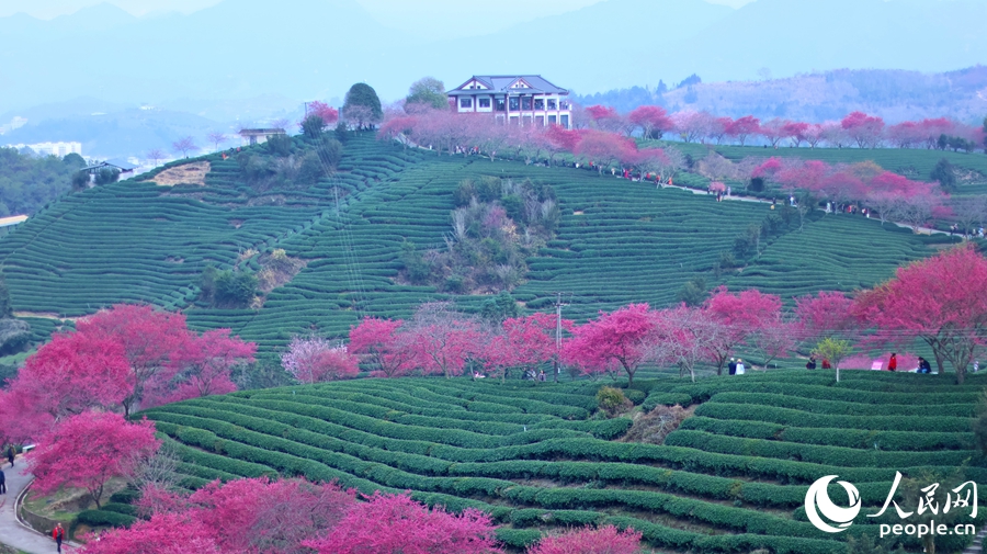 In pics: Cherry blossoms enter perfect viewing period in SE China's Fujian