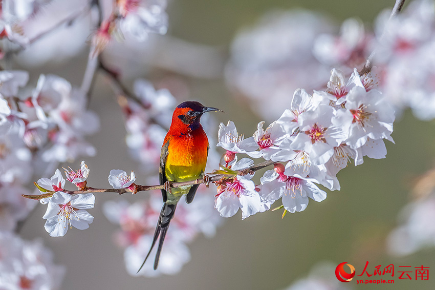 7th Winter Int'l Bird Watching Festival held in Shangri-La, SW China's Yunnan