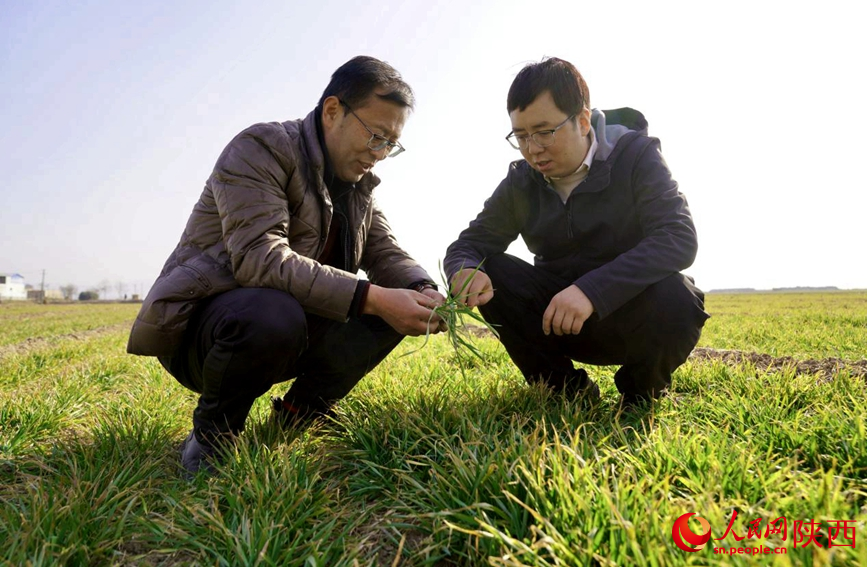 Technology empowers spring wheat management in Xi'an, NW China's Shaanxi