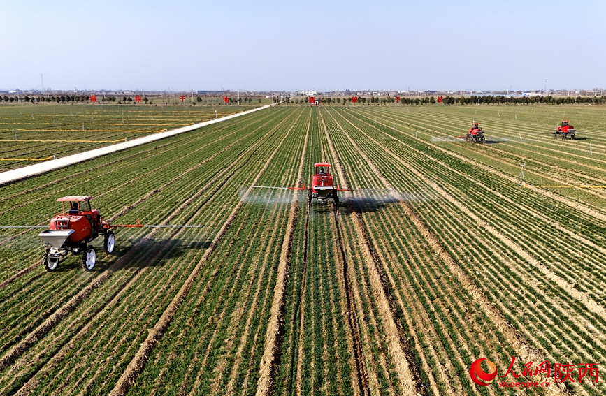 Technology empowers spring wheat management in Xi'an, NW China's Shaanxi