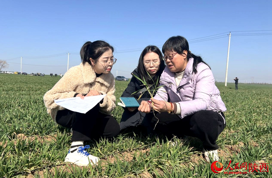 Technology empowers spring wheat management in Xi'an, NW China's Shaanxi