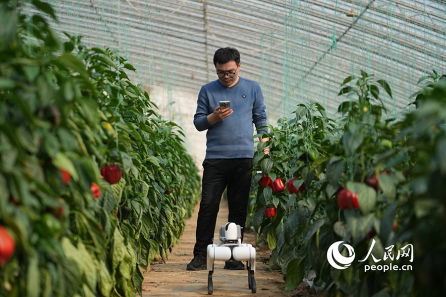 AI-powered robotic dogs 'take over' inspections at vegetable production base in Shouguang, E China's Shandong