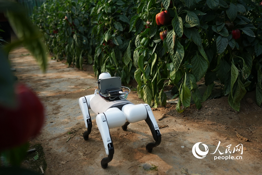 AI-powered robotic dogs 'take over' inspections at vegetable production base in Shouguang, E China's Shandong