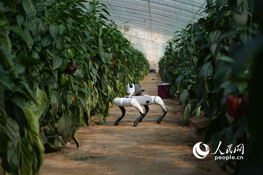 AI-powered robotic dogs 'take over' inspections at vegetable production base in Shouguang, E China's Shandong