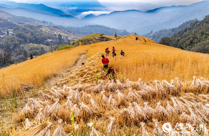 In pics: Winter wheat harvest in Ximeng Wa Autonomous County, SW China's Yunnan