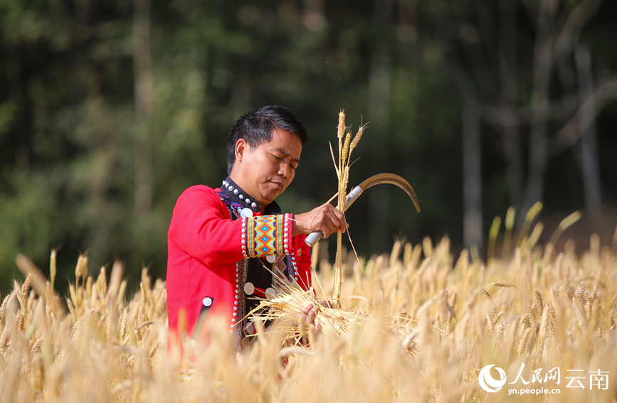 In pics: Winter wheat harvest in Ximeng Wa Autonomous County, SW China's Yunnan