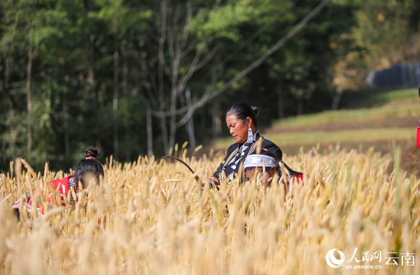 In pics: Winter wheat harvest in Ximeng Wa Autonomous County, SW China's Yunnan