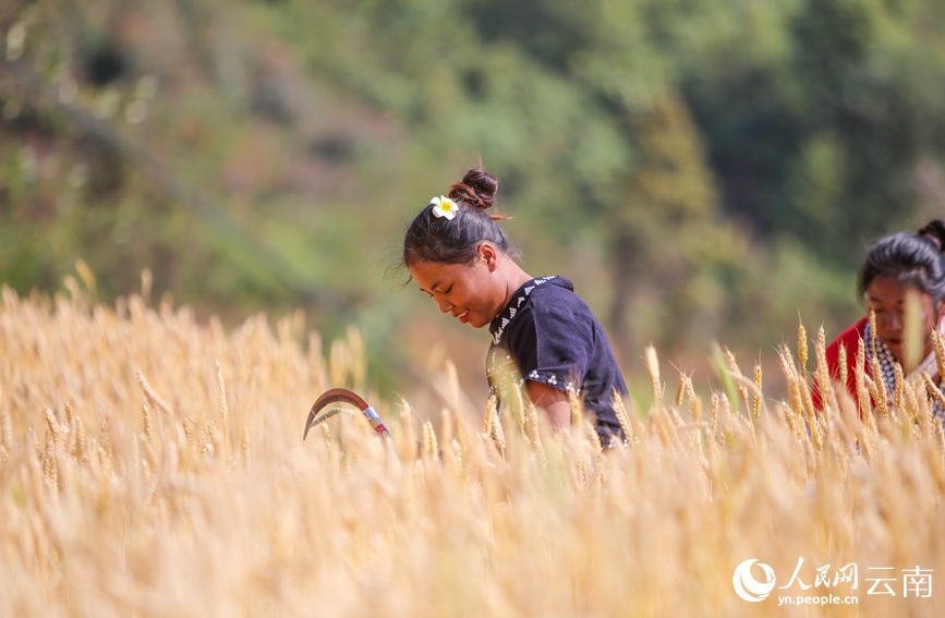 In pics: Winter wheat harvest in Ximeng Wa Autonomous County, SW China's Yunnan