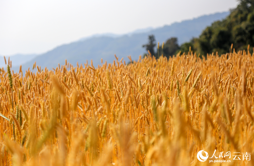 In pics: Winter wheat harvest in Ximeng Wa Autonomous County, SW China's Yunnan