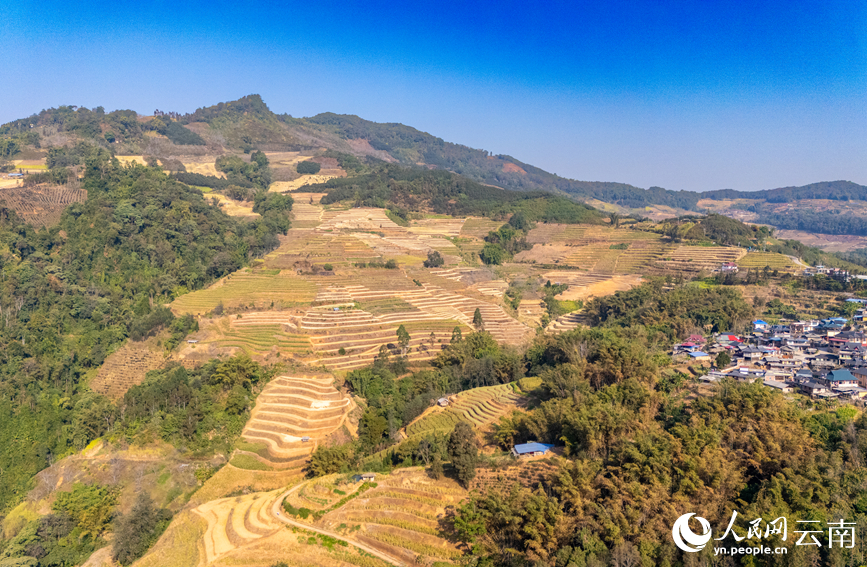 In pics: Winter wheat harvest in Ximeng Wa Autonomous County, SW China's Yunnan