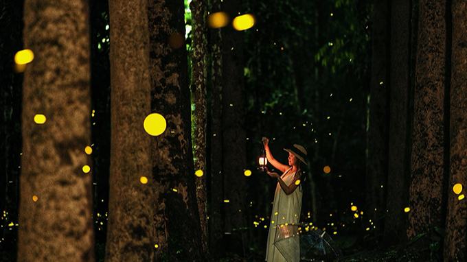 Fireflies put on spectacular light show at Xishuangbanna Tropical Botanical Garden, SW China's Yunnan
