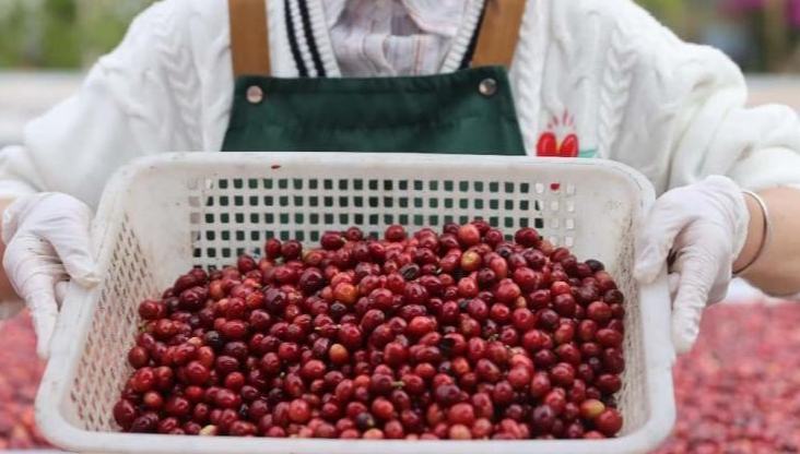 Yunnan coffee adds new note to global coffee map 	 	Each cup of coffee carries the essence of its birthplace - Brazil's bold richness, Jamaica's vibrant brightness, and Ethiopia's delicate freshness. Now, Yunnan, in southwest China, is adding a new chapter to this global narrative, offering a distinctly Chinese flavor that is gaining recognition on the world stage.