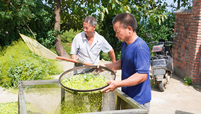 Golden Chinese scholar tree flowers enter harvest season in S China's Guangxi 	 	The harvest season for golden Chinese scholar tree flowers has recently arrived in Quanzhou county, known as "home of golden Chinese scholar trees," in Guilin city, south China's Guangxi Zhuang Autonomous Region. At a family farm's planting base in Baibao township of the county, Jiang Wentian and his wife Tang Yanxiu harvested golden Chinese scholar tree flowers on July 16.