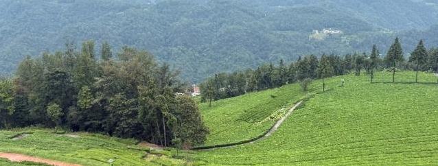 Tea gardens in C China's Hubei bloom into tourist destinations