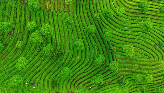 SW China's Yunnan cultivates thriving specialty agriculture 	 	Specialty agriculture is a signature calling card and the most distinctive advantage of southwest China's Yunnan Province. By developing the entire chain from planting to production and sales, Yunnan has enabled its specialty agricultural products to reach broader markets while boosting residents' incomes.