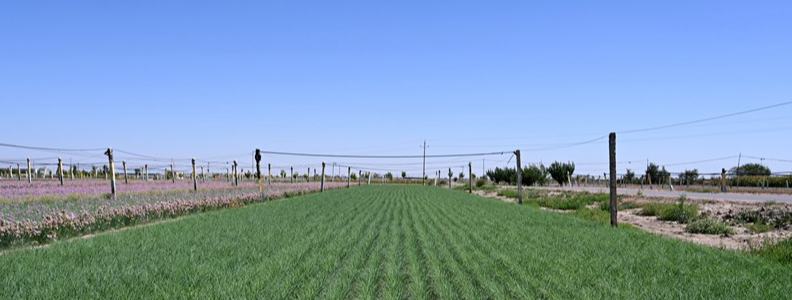 Wild onion industry yields ecological, economic benefits in NW China's Gansu