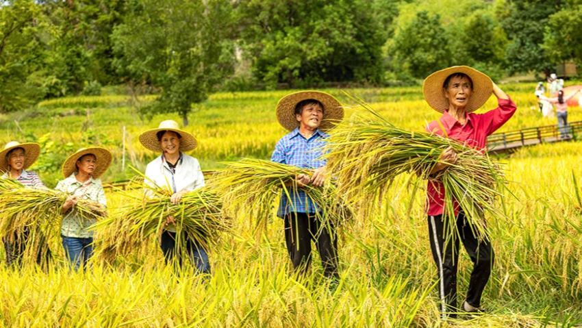 Autumn harvest underway across China