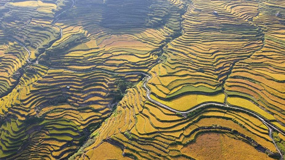 Splendid scenery of golden terraced rice fields in SW China's Yunnan