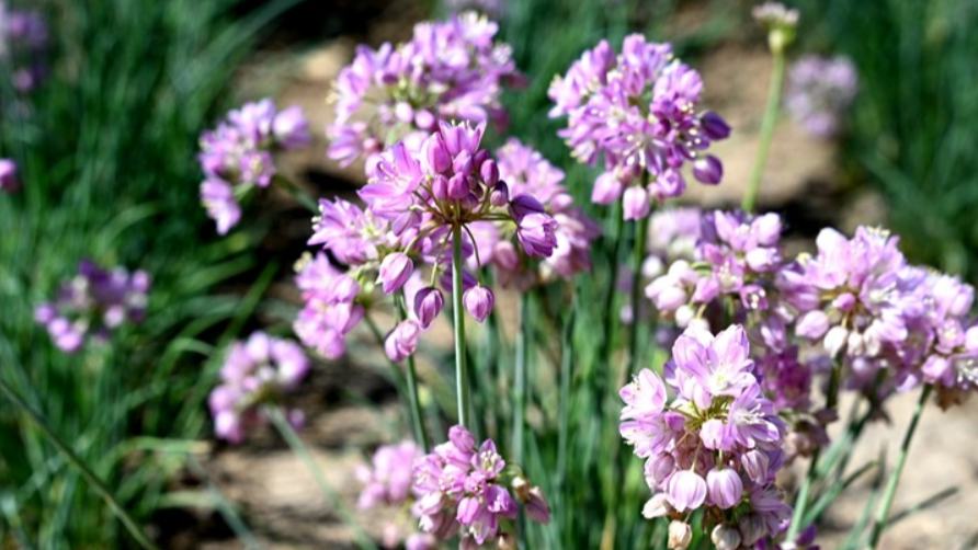 Wild onion industry yields ecological, economic benefits in NW China's Gansu