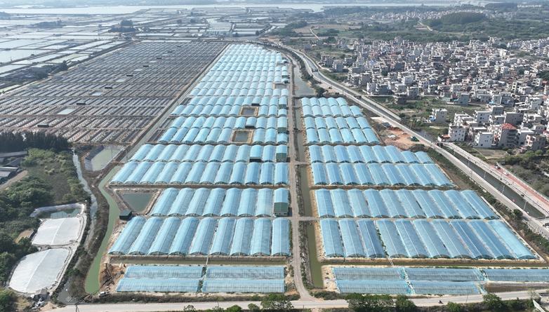Dongshan county in SE China's Fujian builds workshops in rural areas for shared prosperity 	 	"Check out the quality! The prawns will soon hit the market, and the first batch from the ponds can fetch up to 400,000 yuan ($56,166). That's a 50 percent increase in profits compared with previous years," said He Qingfu, a farmer from Chengying village in Xingchen town, Dongshan county, Zhangzhou city, southeast China's Fujian Province, as he displayed a basket full of prawns.