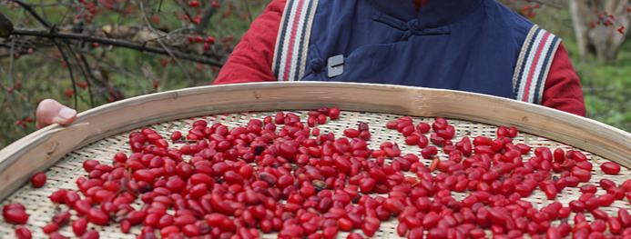 Harvest begins for income-boosting medicinal fruit in C China's Henan