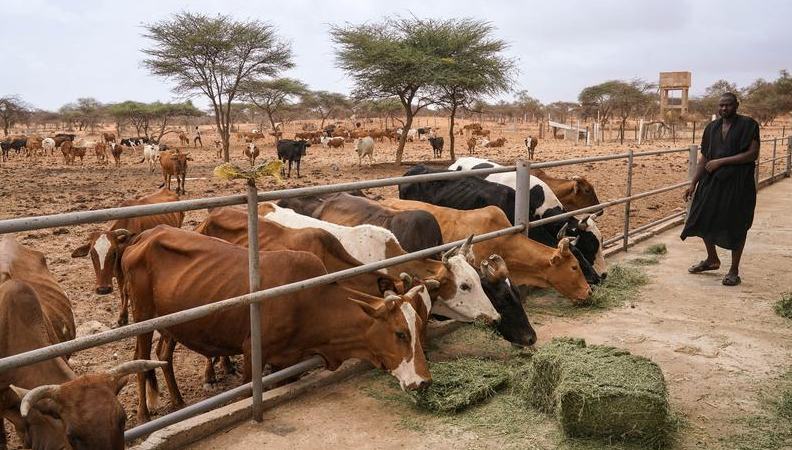 China-Africa cooperation urged to boost livestock sector 	 	Officials and experts on Friday called for deeper China-Africa cooperation to unlock Africa's vast animal resources potential, highlighting science and technology as key drivers for transforming the sector. The call was made at the Forum on Science and Technology for African Animal Resources Management, held at the African Union (AU) headquarters in Addis Ababa, Ethiopia.