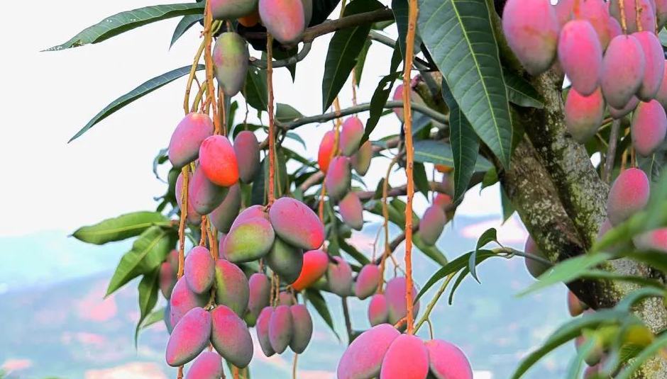 Early-season mangoes drive income growth, green development in Yuanjiang in SW China 	 	In the dry-hot valley of Yuanjiang, located within Yuanjiang Hani, Yi and Dai autonomous county, southwest China's Yunnan province, mango orchards are experiencing a brief winter respite. Farmers are actively engaged in pruning and tending to the trees, preparing for the upcoming growing season.