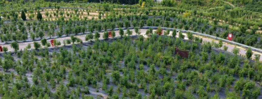 Wild jujube seed spurs growth in N China's Hebei as sleep disorder remedy