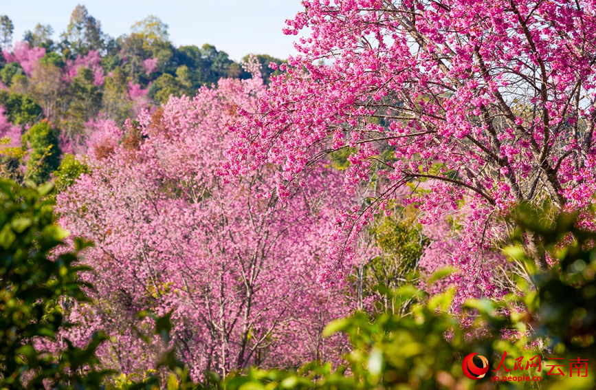 Winter cherry blossoms grace UNESCO site in SW China's Yunnan
