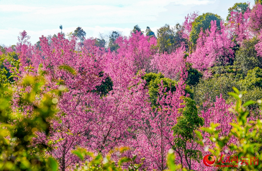 Winter cherry blossoms grace UNESCO site in SW China's Yunnan