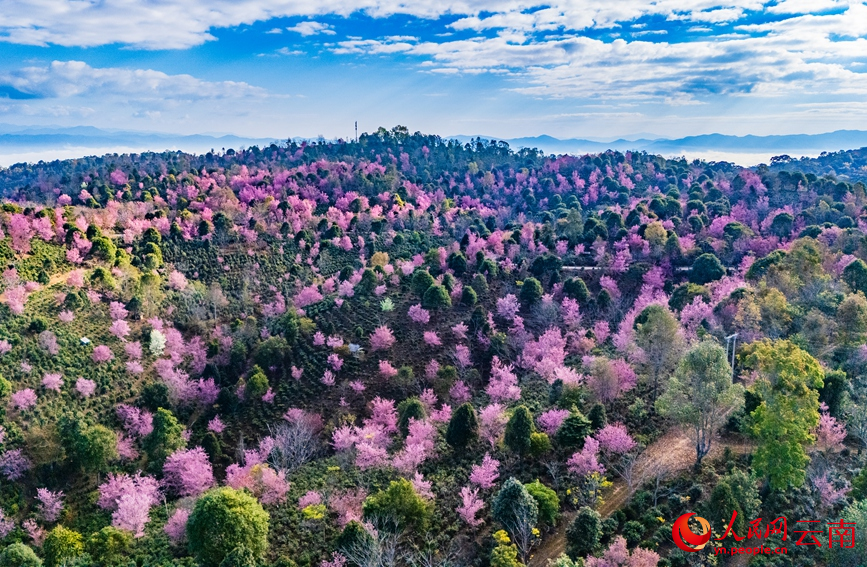 Winter cherry blossoms grace UNESCO site in SW China's Yunnan