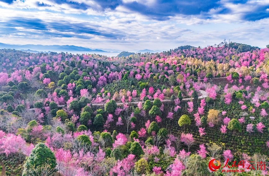 Winter cherry blossoms grace UNESCO site in SW China's Yunnan