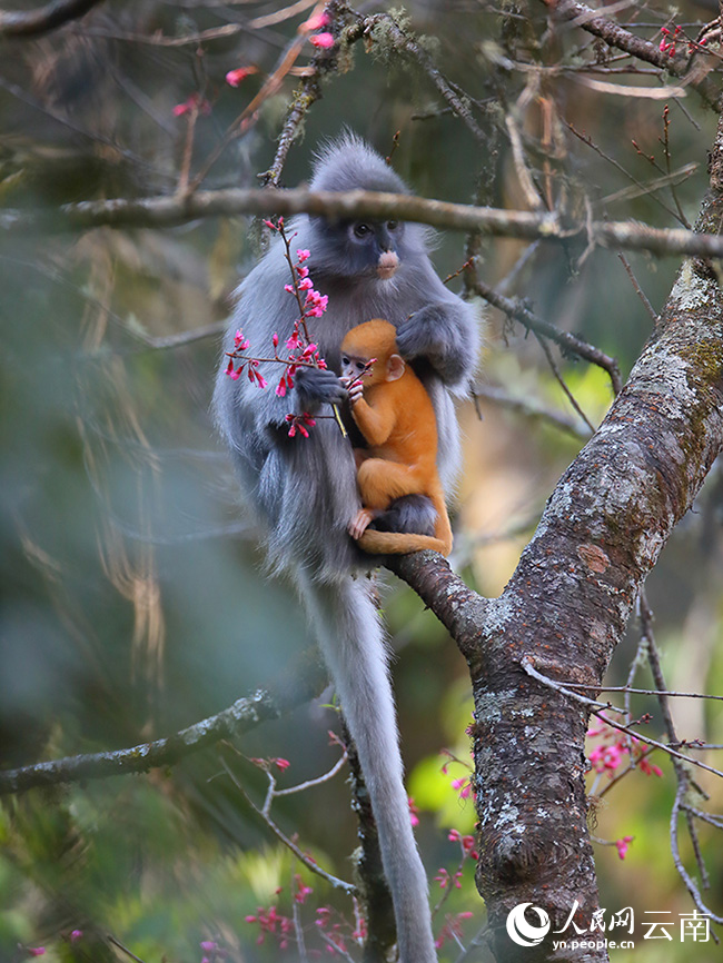 Over 100 rare monkeys feast on winter cherry blossoms in SW China's Yunnan
